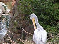 Pelican, Pelecanus onocrotalus, P. rufescens (ord Pelecaniformes) (fam Pelecanides) (Photo F. Mrugala) (11)